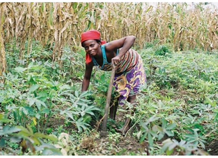 Fizi: des agriculteurs dénoncent la coupe illégale des feuilles de Manioc dans leurs champs